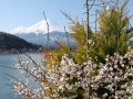 Fuji zur Kirschblütenzeit